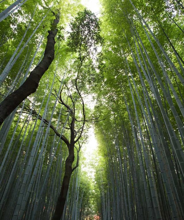 Royal Canin Urinary S/O